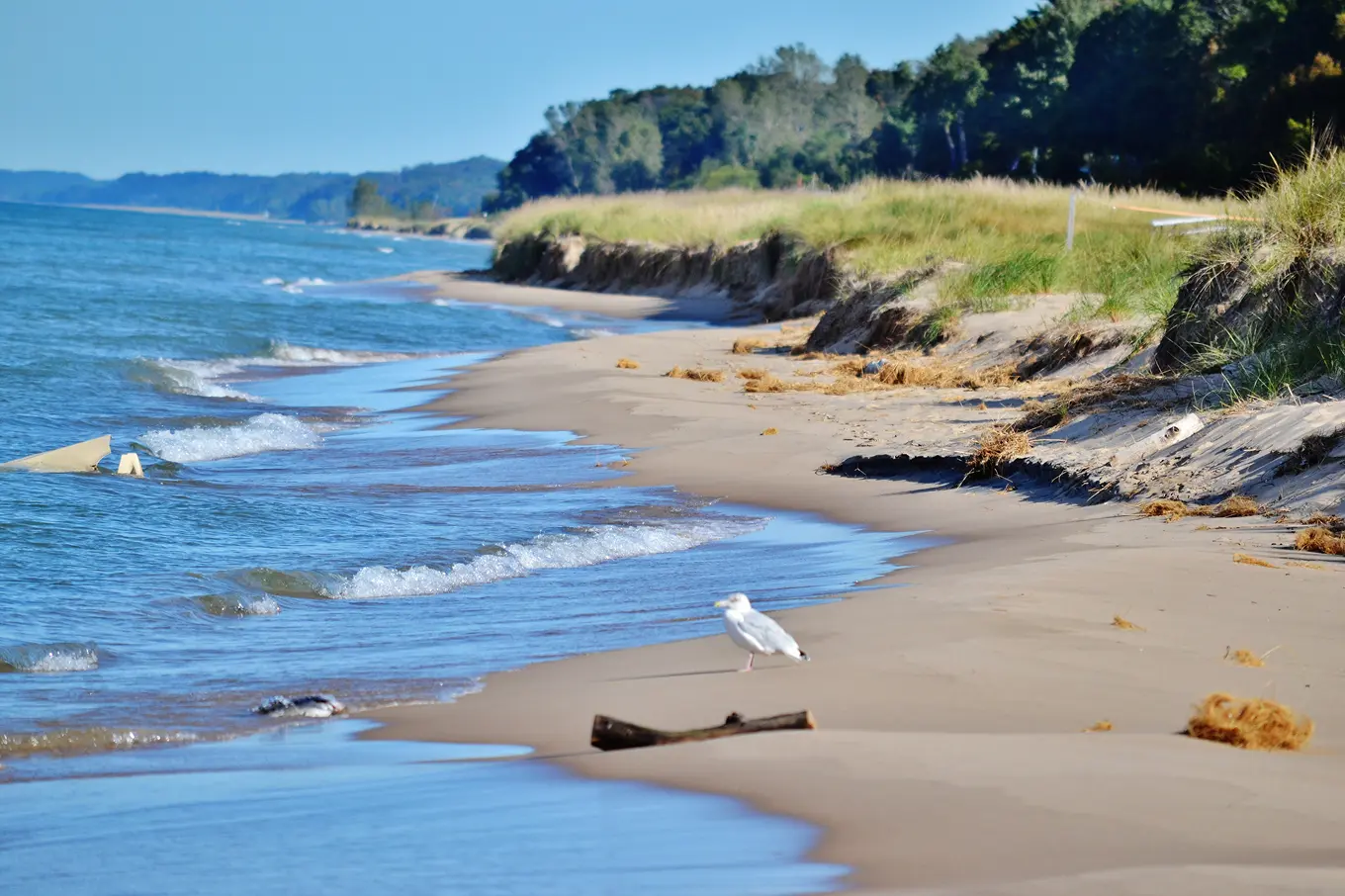How to stop the poop problem on Michigan beaches Link for more details