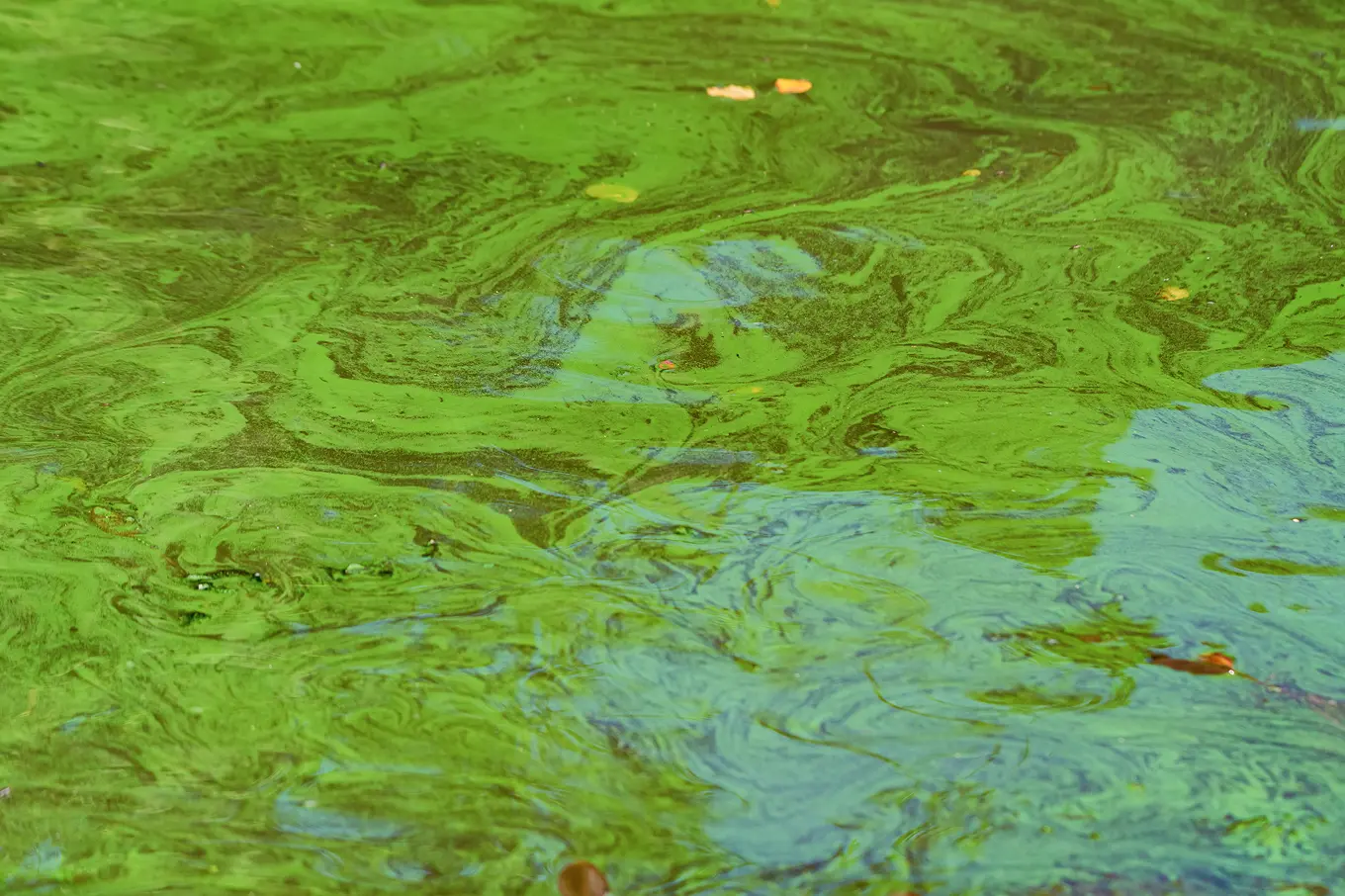 A Toxic Stew on Cape Cod: Human Waste and Warming Water